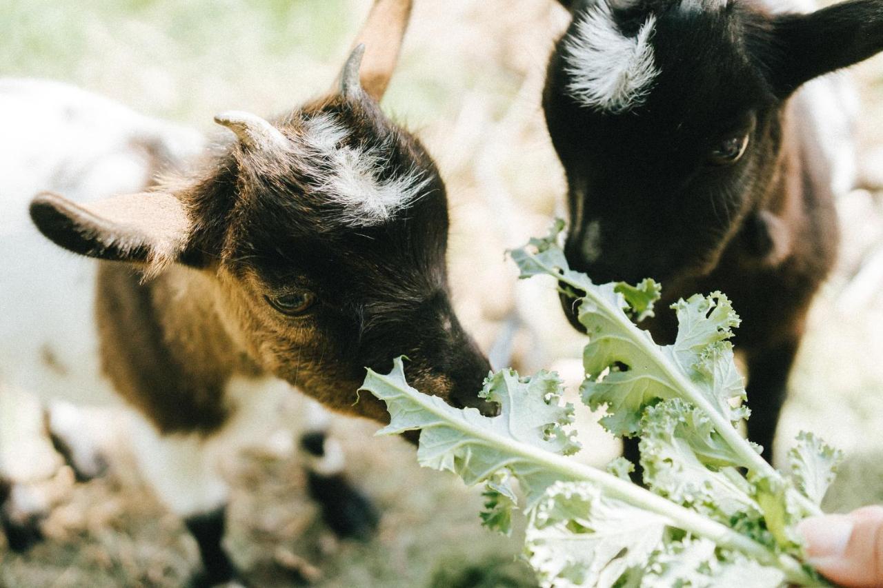Águas de Moura Humus Farmヴィラ エクステリア 写真